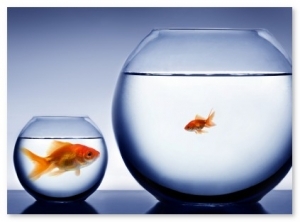 New Trend: Big and Small Team Up