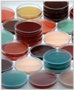 Becoming the best colorant manufacturer in the world: Plascom Co., Ltd.